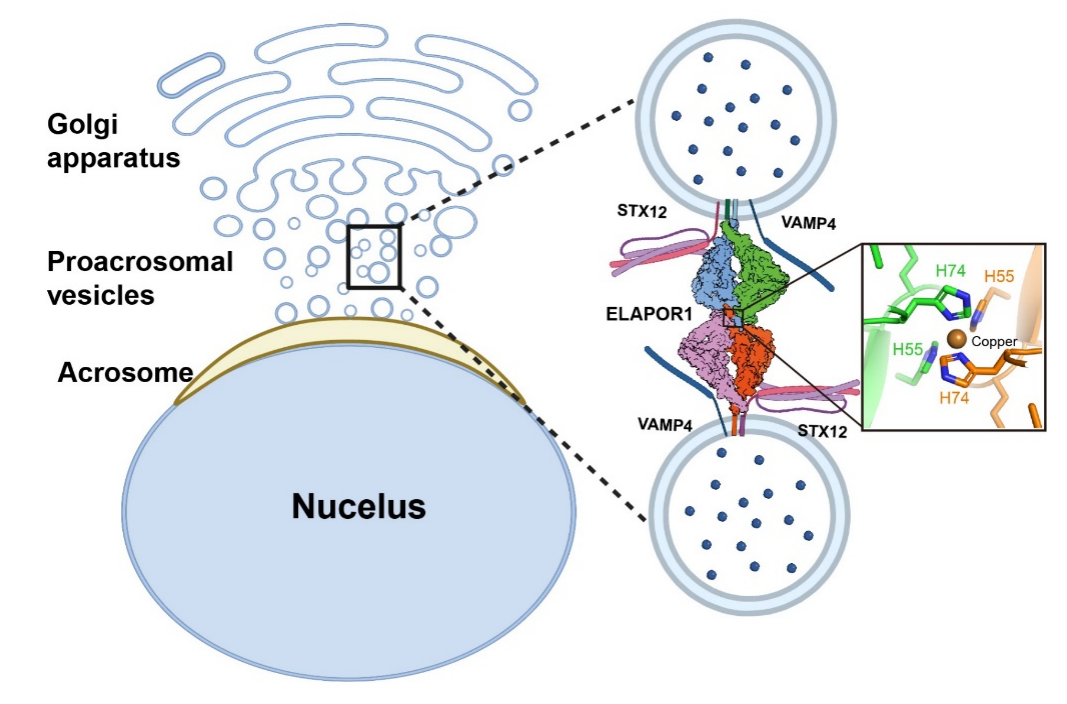 20250806-PNAS -王凤超郑三多-3.ELAPOR1在精子顶体发生过程中调控PAV融合的工作模型示意图.png