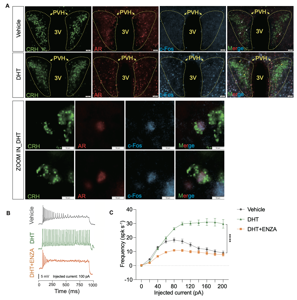 20250325-PNAS-孟雨桐-1. DHT激活CRH神经元.png