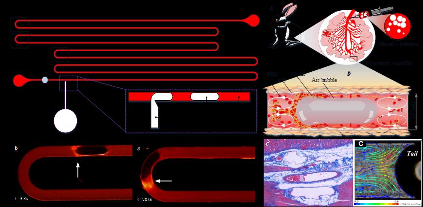 机械工程系李永健课题组揭示血管内气栓发生的关键机制-mk(中国)网.png 机械工程系李永健课题组揭示血管内气栓发生的关键机制-mk(中国)网.png