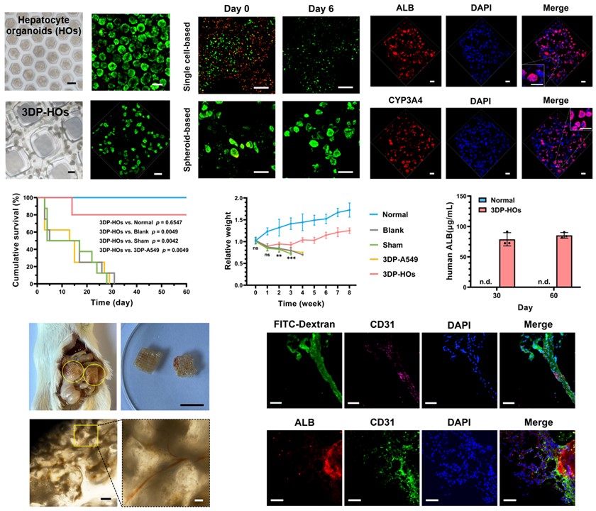 20250307-mk手机注册机械系孙伟、庞媛课题组与北京大学昌平实验室邓宏魁团队合作研发3D打印肝类器官用于肝衰竭治疗研究-机械系-图2:基于细胞团簇打印策略构建的肝组织模型(3DP-HOs)显示出良好的生物活性和肝功能表达,肝衰竭小鼠移植治疗效果显著,在长期体内移植中与宿主形成血管连接.jpg