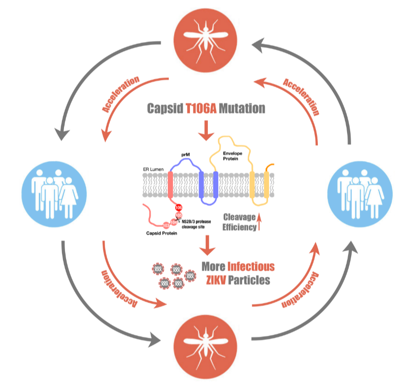 20211008-衣壳蛋白点突变促进寨卡病毒感染与传播机制示意图-余茜-科研论文成果.png