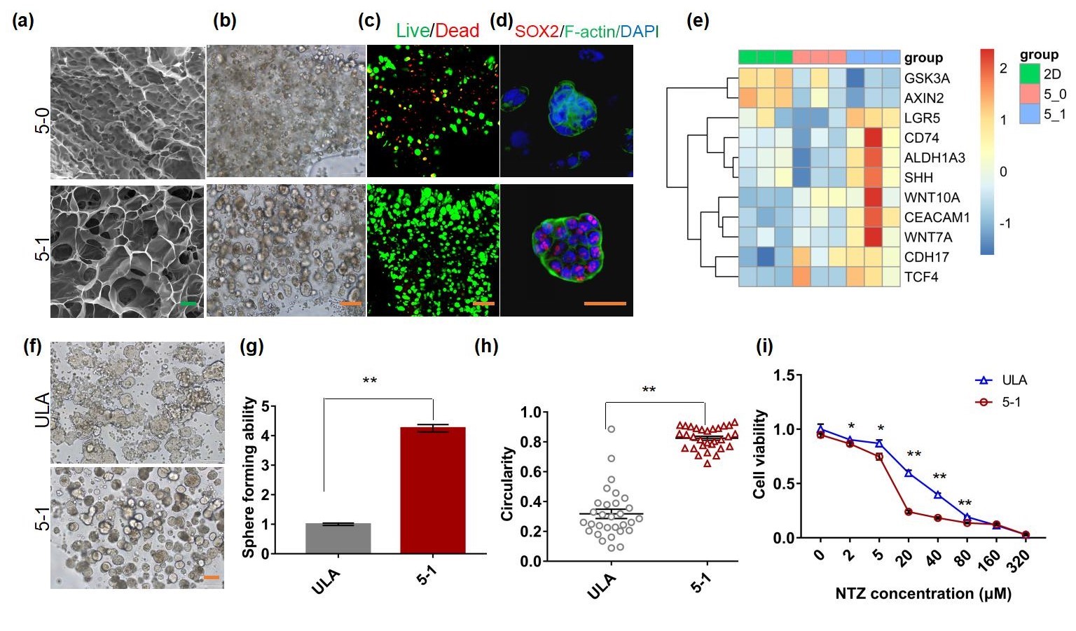 20220322-mk手机注册熊卓、张婷团队研发一种用于肿瘤药物筛选的结直肠癌干细胞高效诱导新模型-机械系-三维打印的杂化水凝胶具有诱导富集CSCs的特性，其诱导的CSCs球可作为靶向CSCs药物筛选模型。 （a-c）杂化水凝胶具有良好的孔隙率和生物相容性；（d-e）杂化水凝胶来源细胞微球的干性增强；（f-i）杂化水凝胶诱导富集的干细胞球更多、更均一且对靶向CSCs药物更加敏感。.jpg
