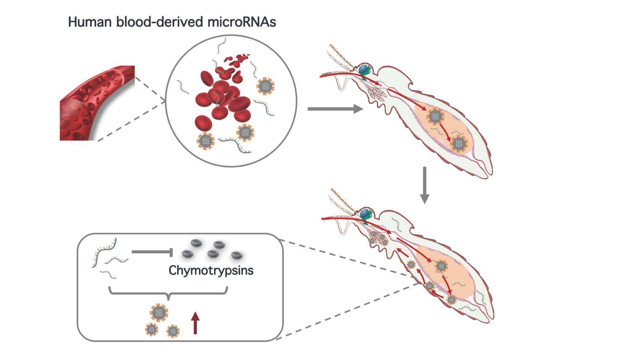 2021-12-14-科研成果-mk手机注册医学院程功实验室-Cell Reports.jpg