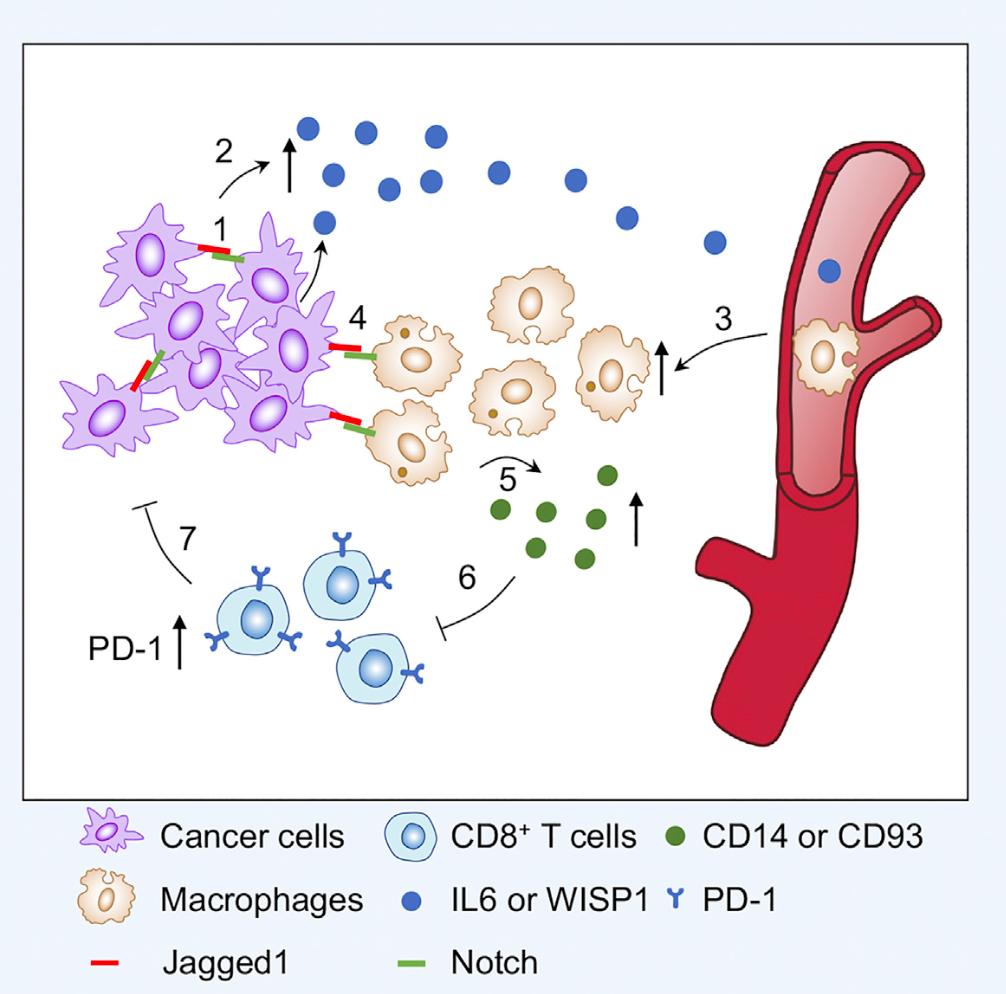 20220308-科研成果-郑撼球-Jagged1促进肿瘤细胞免疫逃逸.png
