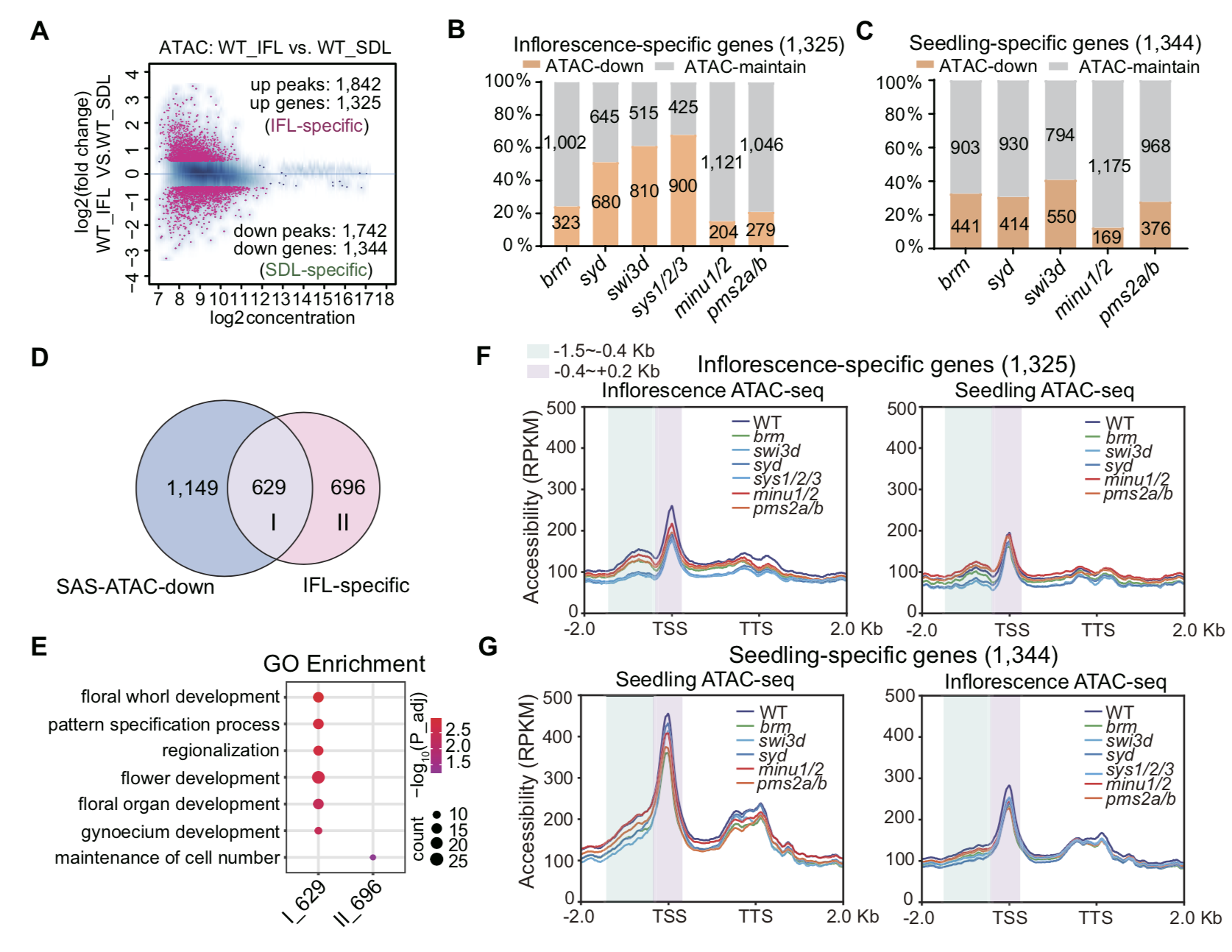 20250430-Nucleic Acids Research -何新建-1. SAS复合体促进花发育相关基因上的染色质开放性.png