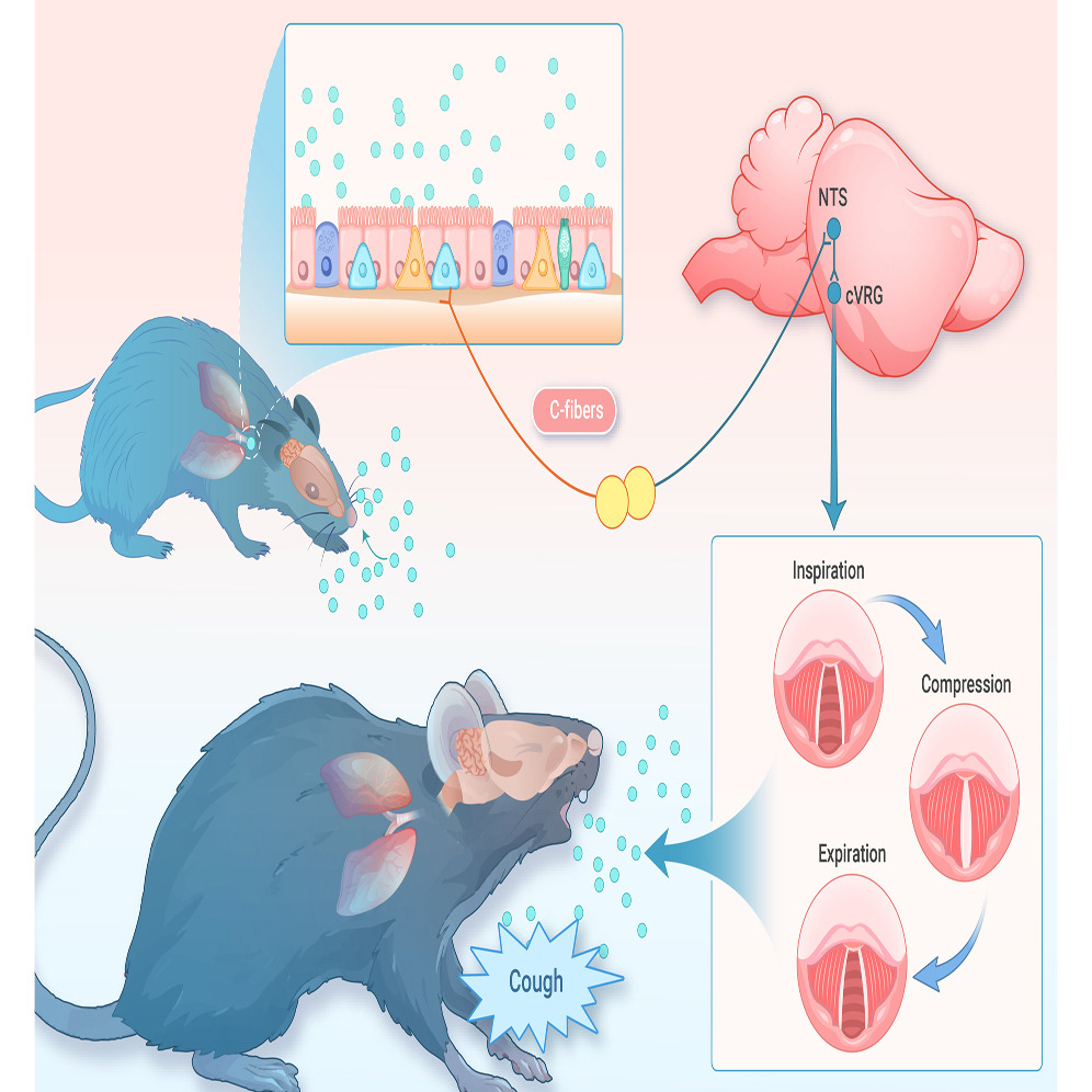 20241209-The innovation-曹鹏-图 png 20241209-The innovation-曹鹏-图 png